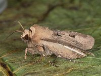 Agrotis exclamationis 9, Gewone worteluil, Saxifraga-Ab H Baas