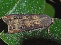 Agrotis ipsilon 4, Grote worteluil, Saxifraga-Foto Fitis-Adriaan Dijksen