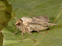 Agrotis puta 14, Puta-uil, Saxifraga-Ab H Baas