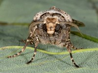 Agrotis puta 16, Puta-uil, Saxifraga-Ab H Baas