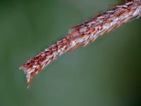 Agrotis segetum 9, Gewone velduil, Saxifraga-Ab H Baas