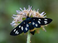 Amata phegea 14, Phegeavlinder, Saxifraga-Luc Hoogenstein