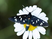 Amata phegea 16, Phegeavlinder, Saxifraga-Luc Hoogenstein
