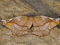 Apeira syringaria 3, Seringenvlinder, Saxifraga-Ab H Baas