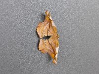 Apeira syringaria 5, Seringenvlinder, Saxifraga-Luc Hoogenstein : Italië, Vakantie