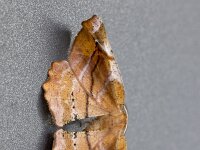 Apeira syringaria 6, Seringenvlinder, Saxifraga-Luc Hoogenstein : Italië, Vakantie