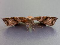 Apeira syringaria 7, Seringenvlinder, Saxifraga-Luc Hoogenstein : Italië, Vakantie