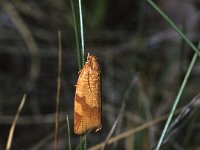 Aphelia ferugana