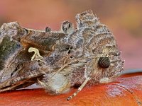 Autographa gamma 23, Gamma-uil, Saxifraga-Ab H Baas