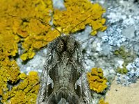 Autographa gamma 24, Gamma-uil, Saxifraga-Bart Vastenhouw