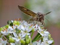 Autographa gamma 25, Gamma-uil, Saxifraga-Tom Heijnen