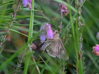 Autographa gamma 27, Gamma-uil, Saxifraga-Tom Heijnen