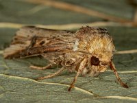 Axylia putris 4, Houtspaander, Saxifraga-Ab H Baas