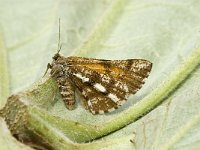 Bupalus piniaria 3, Dennenspanner, female Saxifraga-Marijke Verhagen