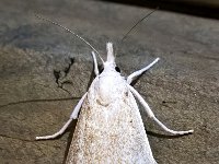 Calamotropha paludella 2, Lisdoddesnuitmot, Saxifraga-Bart Vastenhouw