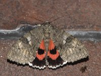 Catocala nupta 12, Rood weeskind, Foto Fitis-Sytske Dijksen