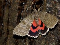 Catocala nupta 23, Rood weeskind, Saxifraga-Joep Steur