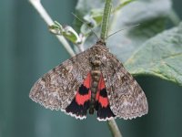 Catocala nupta 5, Rood weeskind, Saxifraga-Jaap Schelvis