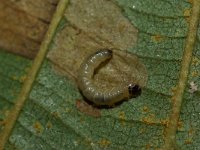 Coleophora alnifoliae