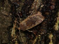 Conistra erythrocephala 2, Roodkopwinteruil, Saxifraga-Joep Steur