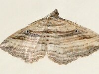 Costaconvexa polygrammata 2, Walstrospanner, Saxifraga-Foto Fitis-Adriaan Dijksen