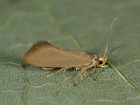 Crassa unitella