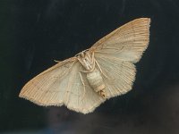 Cyclophora linearia 02, Gele oogspanner, AHB  Cyclophora linearia, Gele oogspanner Hardenberg-Heemse 24 augustus 2017 Overgebracht op venster