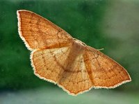 Cyclophora linearia 01, Gele oogspanner, AHB  Cyclophora linearia, Gele oogspanner Hardenberg-Heemse 24 augustus 2017 Overgebracht op venster