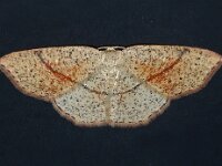 Cyclophora punctaria 12, Gestippelde oogspanner, Saxifraga-Foto Fitis-Adriaan Dijksen