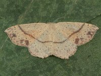 Cyclophora punctaria 11, Gestippelde oogspanner, Saxifraga-Ab H Baas