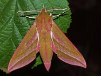 Deilephila elpenor 25, Groot avondrood, Saxifraga-Foto Fitis-Adriaan Dijksen