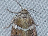 Deltote bankiana 13, Zilverstreep, Saxifraga-Foto Fitis-Adriaan Dijksen