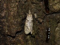 Diurnea fagella 19, male 1, Voorjaarskortvleugelmot, Saxifraga-Joep Steur