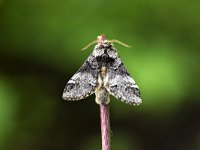 Drymonia dodonaea 4, Gestreepte tandvlinder, Saxifraga-Peter Gergely