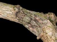 Dryobotodes eremita 10, Eikenuiltje, Saxifraga-Luc Hoogenstein