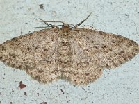 Ectropis crepuscularia 17, Gewone spikkelspanner, Saxifraga-Joep Steur