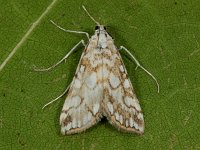 Elophila nymphaeata 6, Waterleliemotje, Saxifraga-Ab H Baas