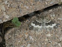 Epirrhoe alternata 4, Gewone bandspanner, Saxifraga-Jan van der Straaten