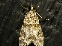 Eudonia mercurella 6, Variabele granietmot, Saxifraga-Bart Vastenhouw