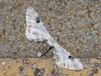 Eupithecia centaureata 2, Zwartvlekdwergspanner, Saxifraga-Ab H. Baas