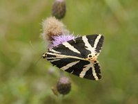 Euplagia quadripunctaria 38, Spaanse vlag, Saxifraga Luuk Vermeer