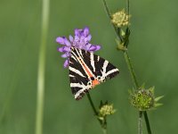 Euplagia quadripunctaria 45, Spaanse vlag, Saxifraga Luuk Vermeer