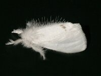 Euproctis similis 15, Donsvlinder, Saxifraga-Foto Fitis-Adriaan Dijksen