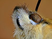 Hemaris fuciformis 39, Glasvleugelpijlstaart, Saxifraga-Ab H Baas