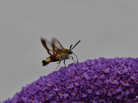 Hemaris fuciformis 40, Glasvleugelpijlstaart, Saxifraga-Luuk Vermeer