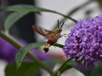 Hemaris fuciformis 43, Glasvleugelpijlstaart, Saxifraga-Luuk Vermeer