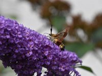 Hemaris fuciformis 45, Glasvleugelpijlstaart, Saxifraga-Luuk Vermeer