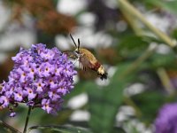 Hemaris fuciformis 48, Glasvleugelpijlstaart, Saxifraga-Luuk Vermeer