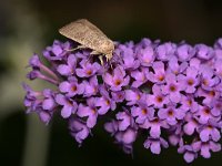 Hoplodrina ambigua 8, Zuidelijke stofuil, Saxifraga-Tom Heijnen