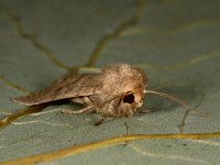 Hoplodrina octogenaria 3, Gewone stofuil, Saxifraga-Ab H Baas